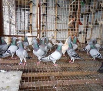乐都肉鸽多少钱一只_志趣网
