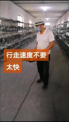 银王鸽灰王鸽