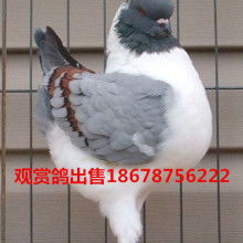 萌山特种养殖场