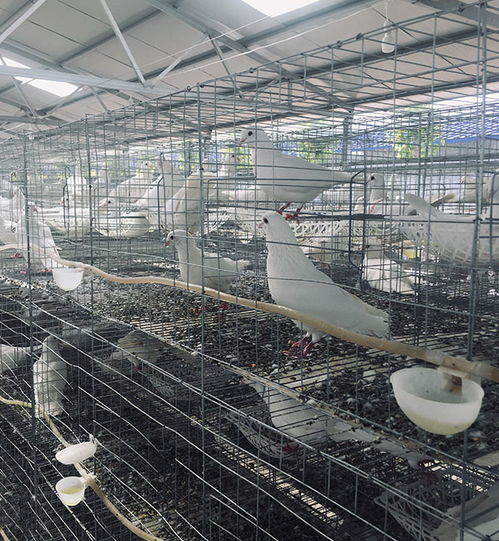 陕西肉鸽 白羽王肉鸽养殖前景 天明 推荐商家