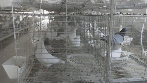 凤岭乡齐兴村 肉鸽养殖让村集体经济插上腾飞的翅膀