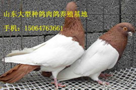 哪里有种鸽养殖场