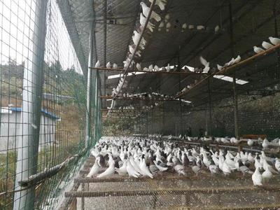 [肉鸽批发]湖南湘西花垣县鸽子 20.00元/只肉鸽 _ 一亩田