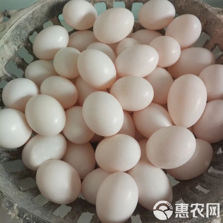 肉鸽养殖行情哪里卖的种鸽便宜质量好_农副产品栏目_