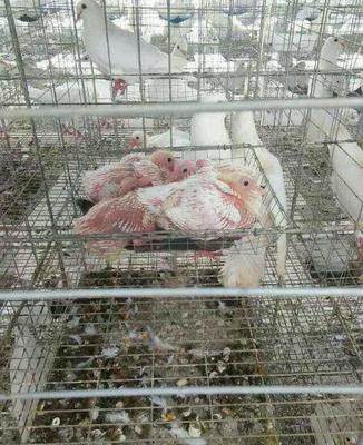 2016年鸽子价格走势肉鸽价格预测|鸽子蛋价格行情