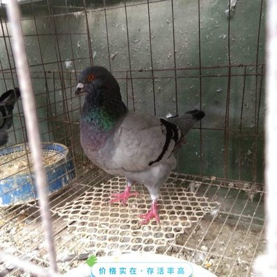 长期出售肉鸽种苗 活体肉鸽养殖 成年肉鸽