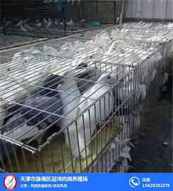 天津乳鸽养殖场 天津乳鸽 天津市冠鸿肉鸽养殖场 查看