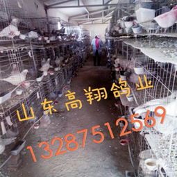 湖南肉鸽养殖 湖南肉鸽养殖场