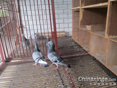 鸽子入住新鸽舍--中国信鸽信息网相册