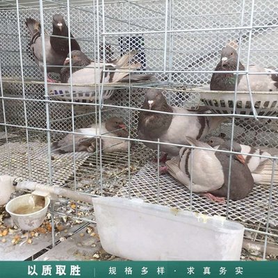 土鸽子肉鸽 白羽王肉鸽苗 易养殖鸽肉鸽 山东报价