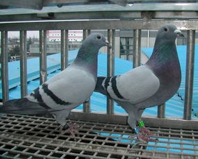 肉鸽种鸽怎么选择 肉鸽种鸽选购方法