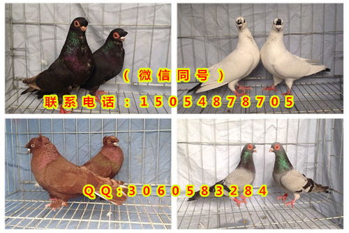 元宝鸽多少钱一对 元宝鸽的价格
